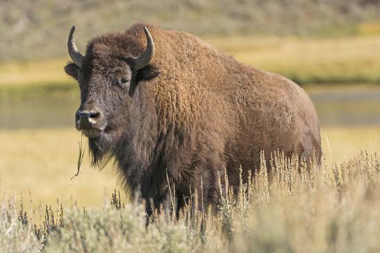 American Bison