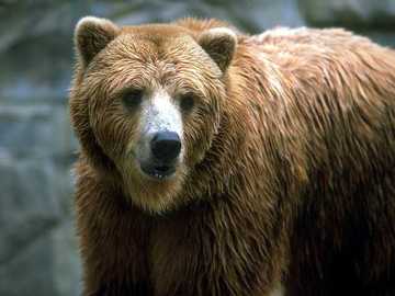 brown bear