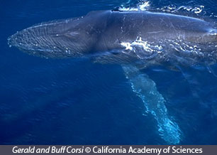 Humpback Whale