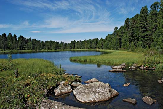 taiga