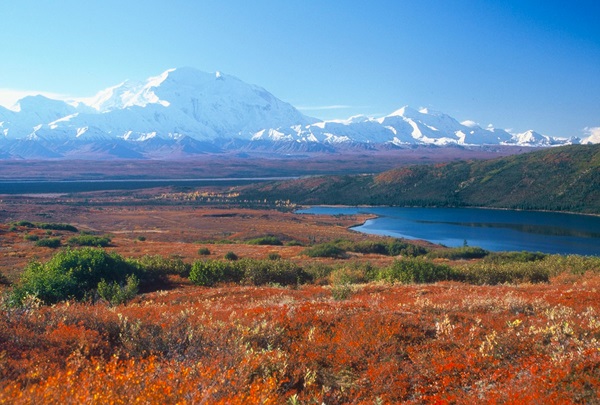 tundra grass