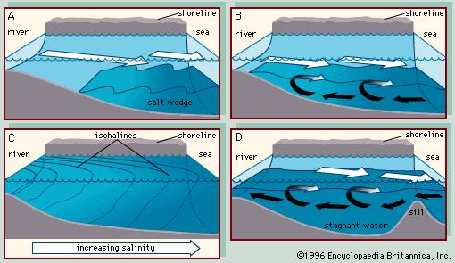 Types of Estuaries