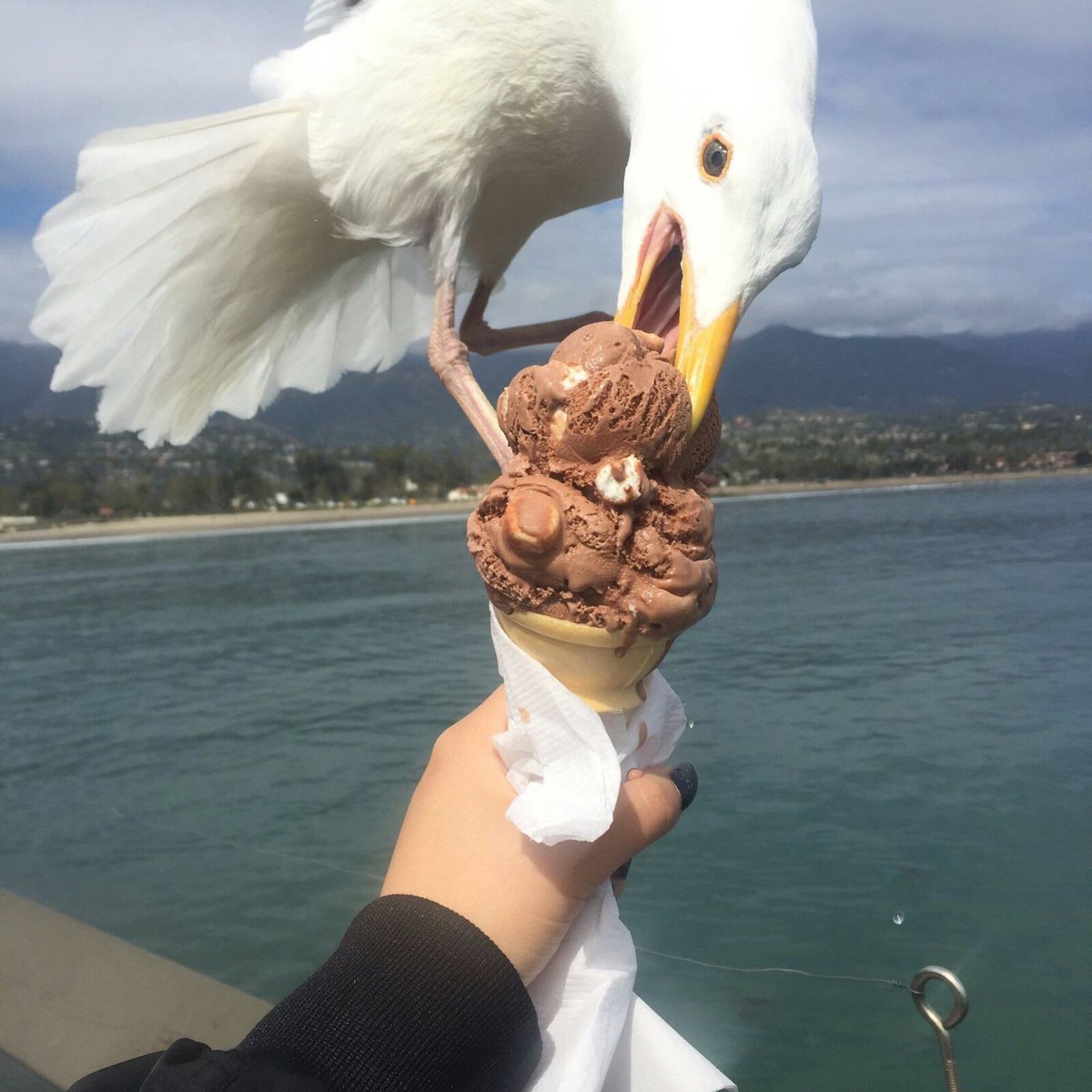Bird on ice cream